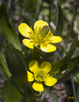 Yellow Wild Flowers 6797